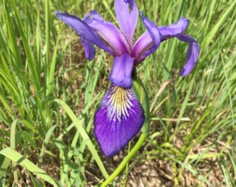 Iris Versicolor Seeds. Seeds of Iris versicolor