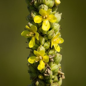 Grande Molène Semences. Samen Verbascum thapsus. Königskerzensamen