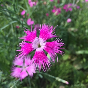 Könnte beinhalten: Nahaufnahme einer rosa Blume mit weißem Zentrum und gefranstem Blütenblatt. Die Blume ist scharf, während der Hintergrund unscharf ist und andere rosa Blumen zeigt.