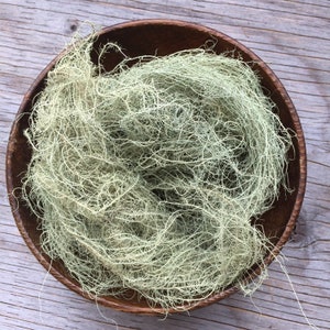 Bärtiger Usnea