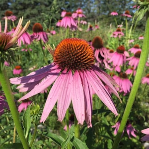 Lila Echinacea-Samen. Echinacea purpurea-Samen.