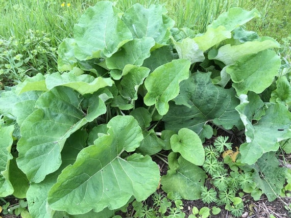 Graines De Bardane TAKINOGAWA Arctium Lappa 50 Graines