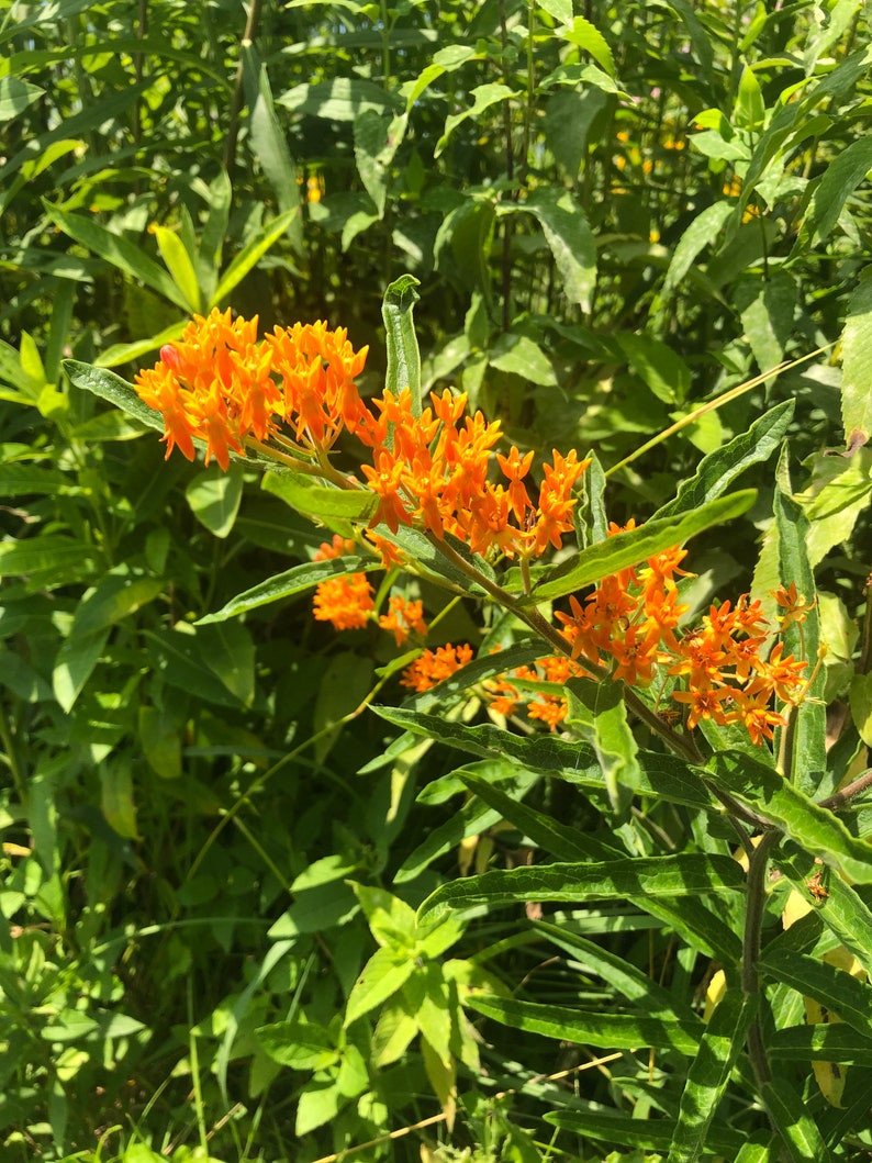 Butterfly Milkweed LIVE Milkweed Plant Monarch Butterfly
