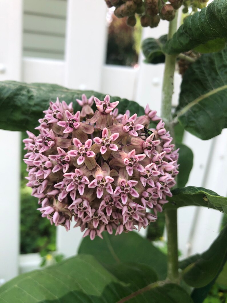 Common Milkweed 3 LIVE Milkweed Plants Host Plant for Etsy