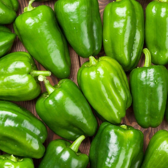 Lady Bell Pepper Plant 3 Live Vegetable Plants Sweet Etsy