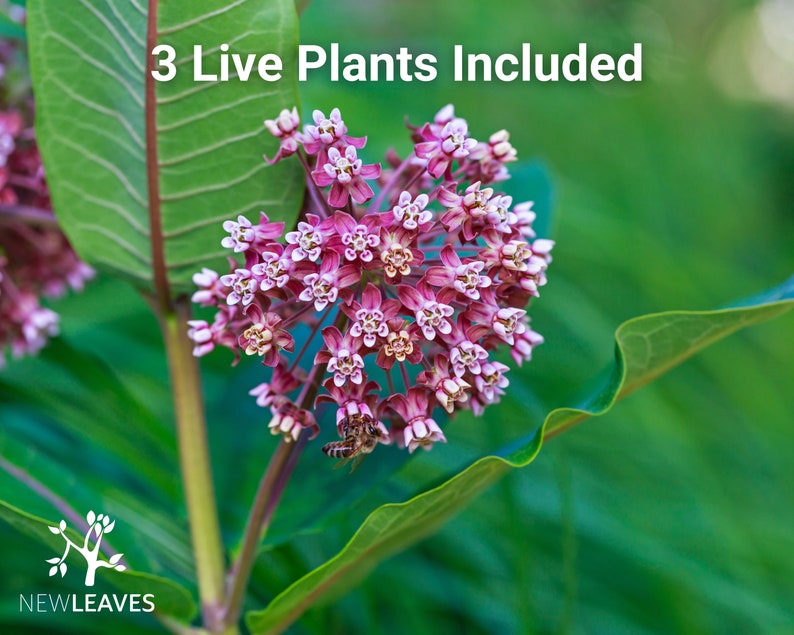 Common Milkweed 3 LIVE Milkweed Plants Host Plant for Etsy