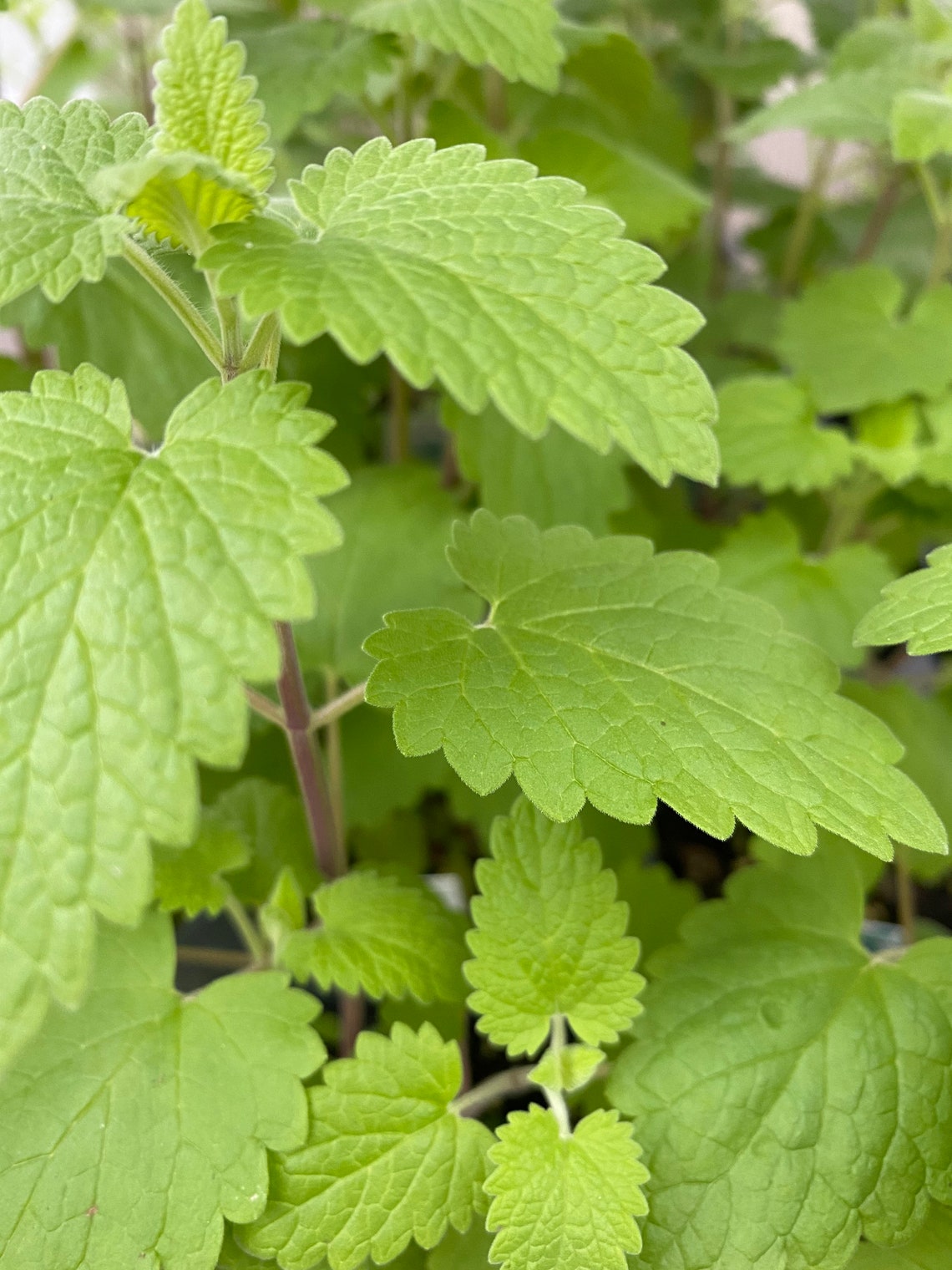 Catnip Herb Plant 3 LIVE Herb Plants Irresistible to Cats Etsy