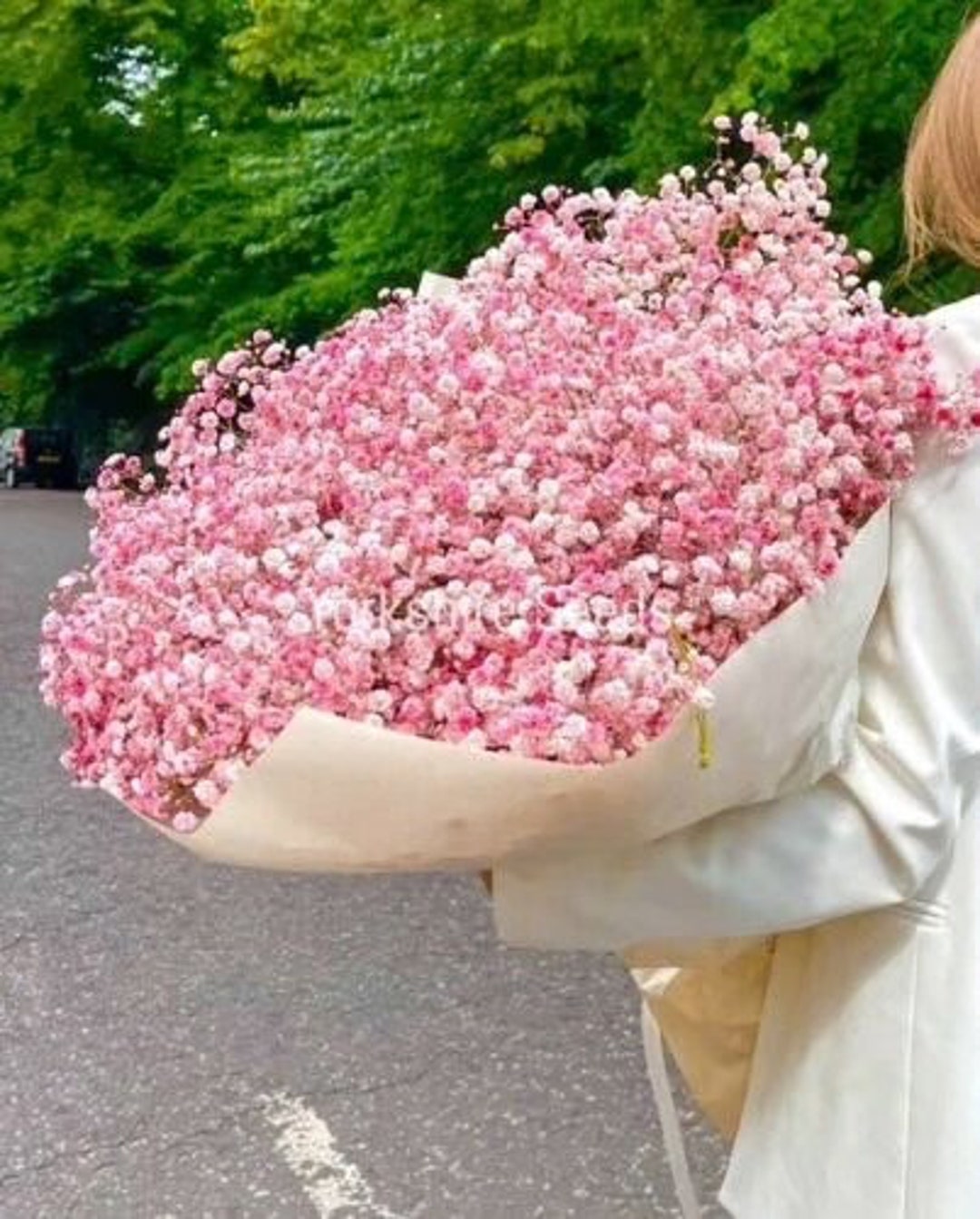 Fresh Pink Coloured Gypsophila | Baby's Breath | Coloured