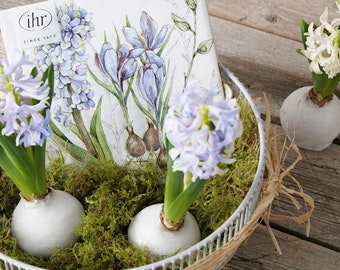 3/6/9/12 Wax Dipped Hyacinth Bulbs