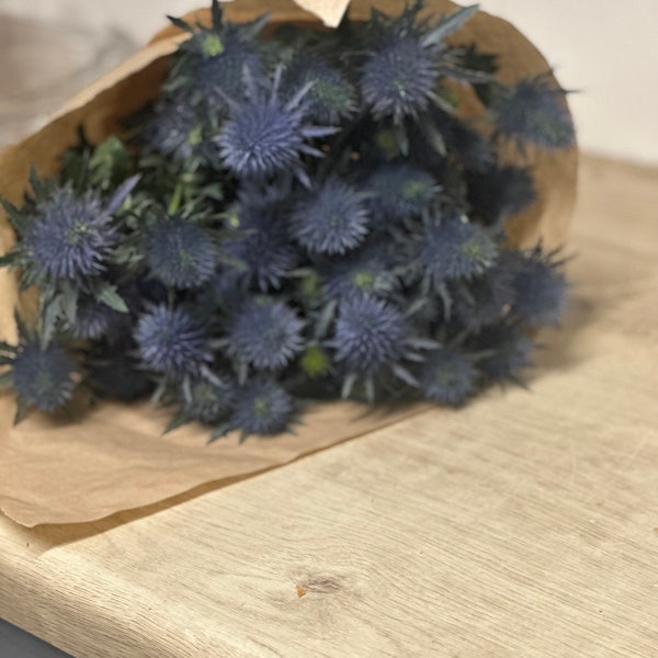 Fresh Blue Thistle | Scotch Thistle | eryngium | Natural Thistle | Foliage