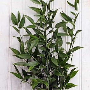 Soft Ruscus Foliage | Soft Ruscus Stem | Fresh Foliage | Wedding Foliage