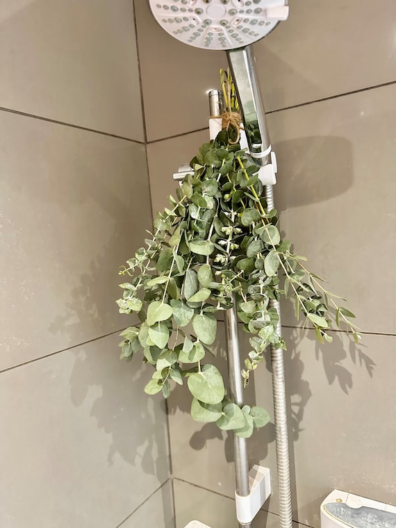 Eucalyptus Shower Bunches | Fresh Eucalyptus | Natural Eucalyptus | Baby Blue Eucalyptus