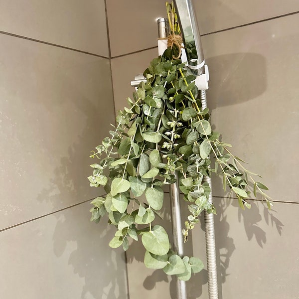 Eucalyptus Shower Bunches | Fresh Eucalyptus | Natural Eucalyptus | Baby Blue Eucalyptus