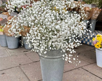Fresh Gypsophila | Baby’s Breath | White  Gypsophila