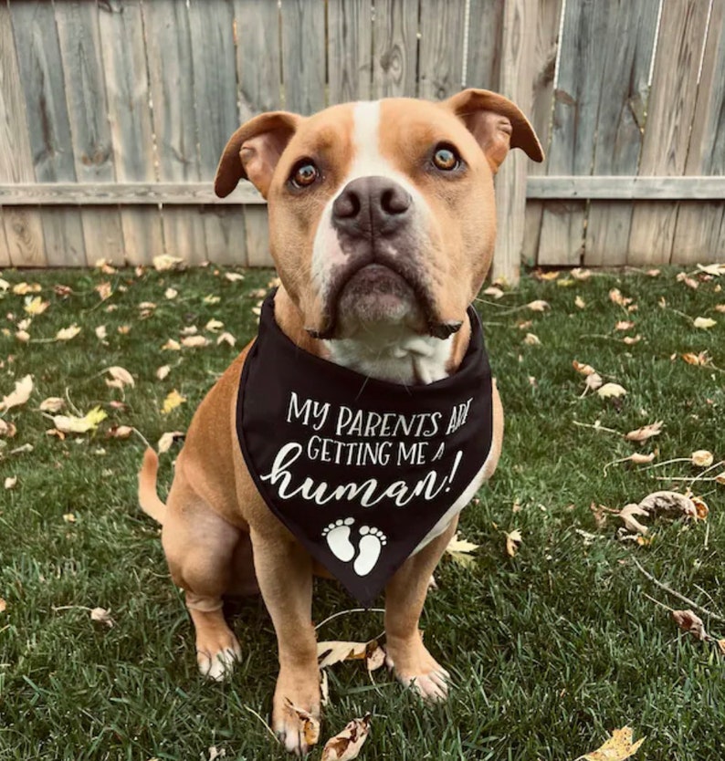 Pregnancy Announcement MY PARENTS are getting a HUMAN Dog Bandana Baby Announcement Birth Announcement Pregnancy gender reveal image 5