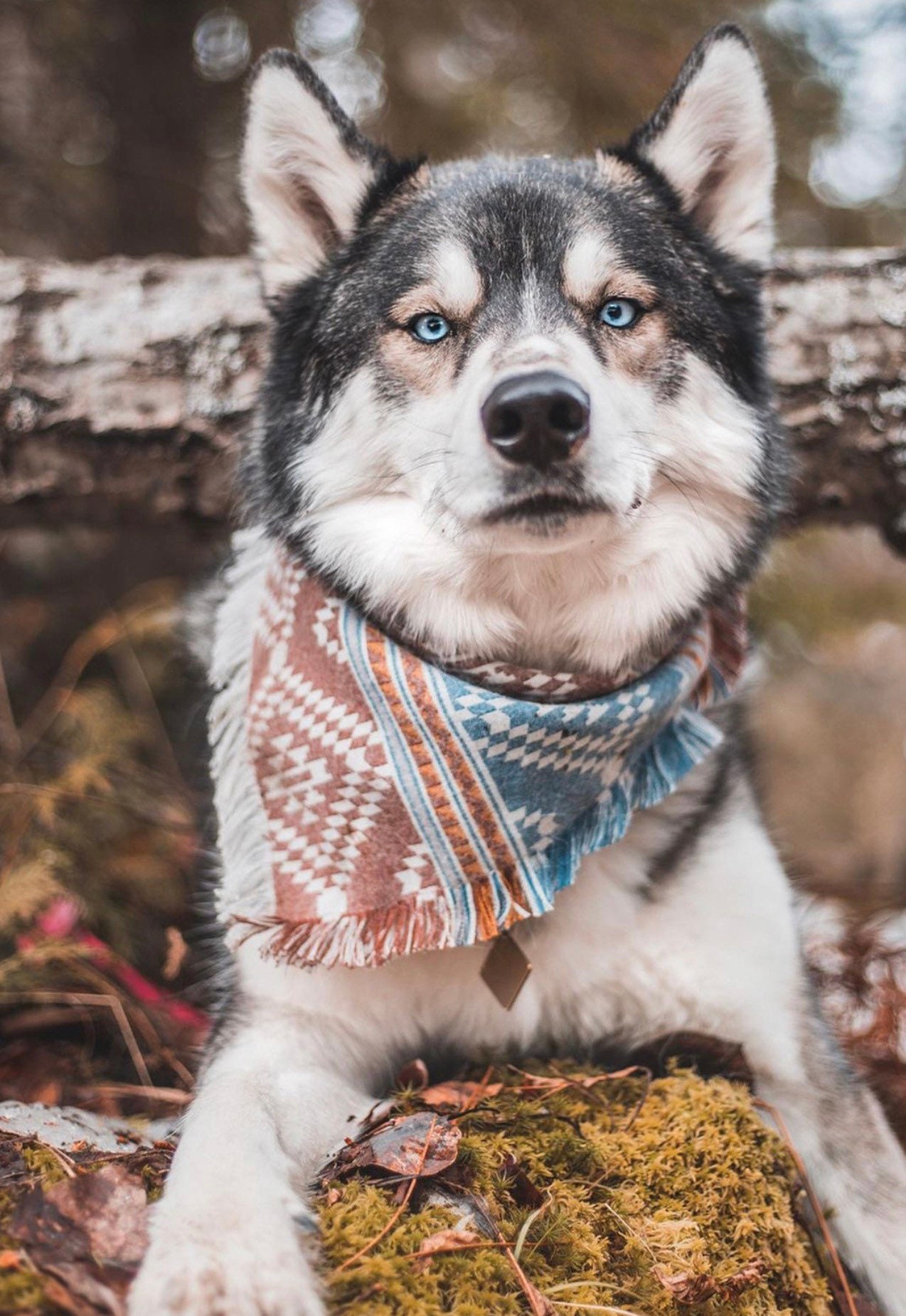 Extra large bandanas for dogs 2025