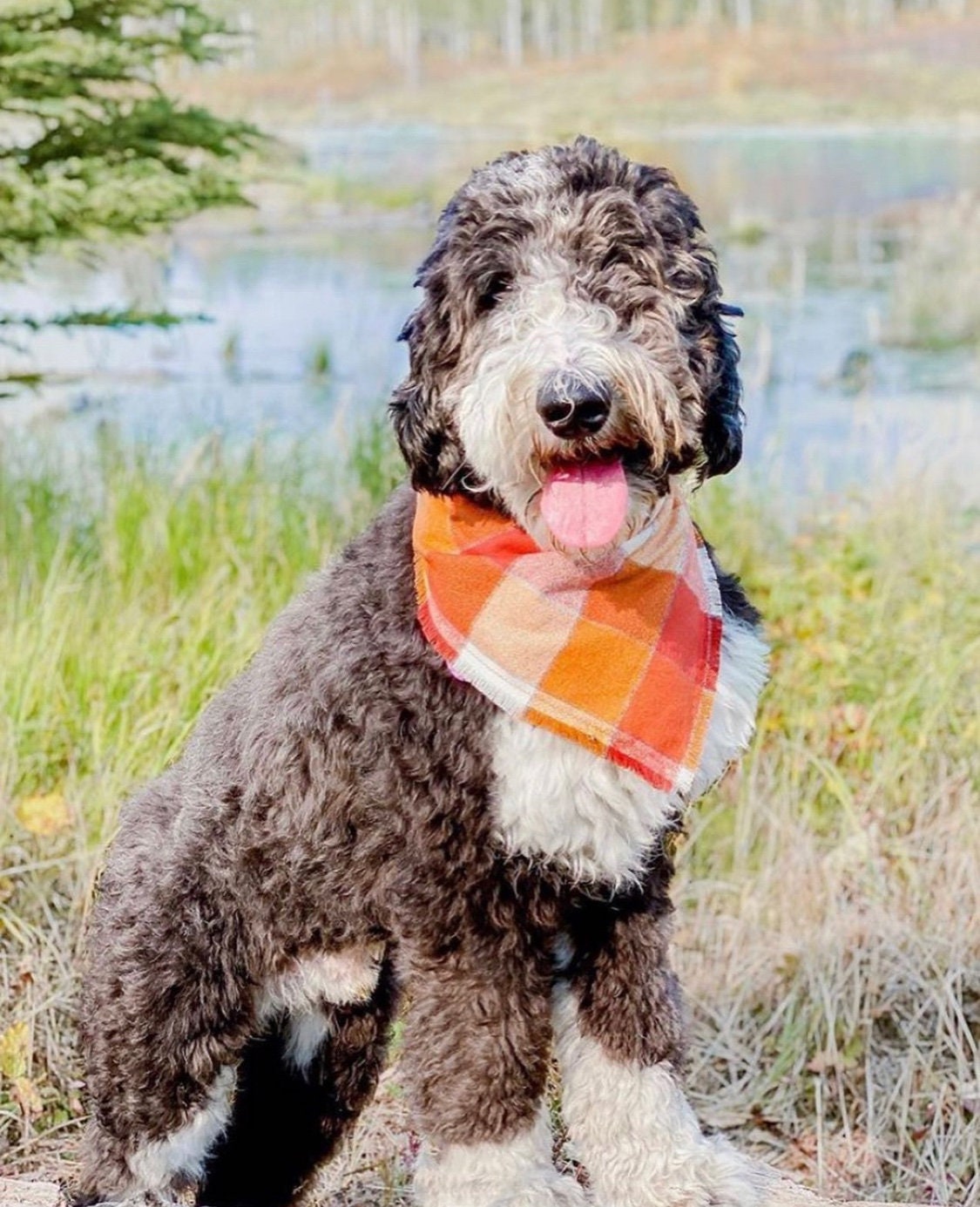Herbst-Hundehalstuch 2er-Set – Kariert, Wendbar, Für Kleine Bis Große Hunde (bis 53 Cm Halsumfang)