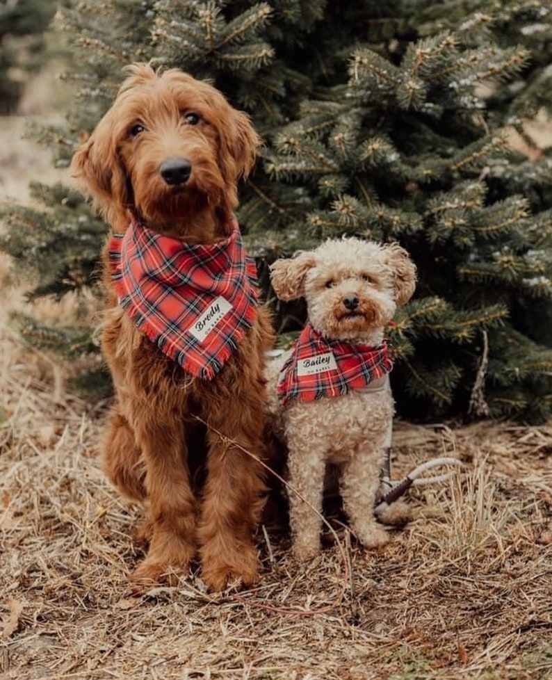 Custom Dog Bandana