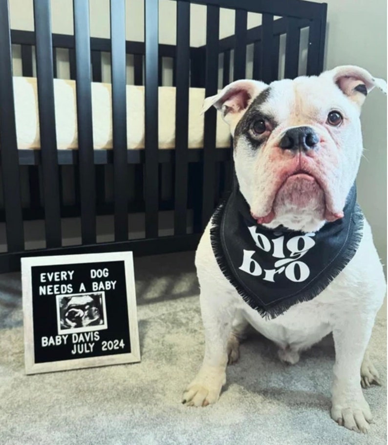 Big Sis oder Big Bro Hunde-Bandana Baby-Ankündigung Hunde-Bandana Geburtsanzeige Umstands-Fotoshooting Rosa-blaues Schwangerschafts-Bandana Bild 2