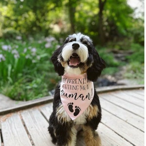 Pregnancy Announcement MY PARENTS are getting a HUMAN Dog Bandana Baby Announcement Birth Announcement Pregnancy gender reveal image 2