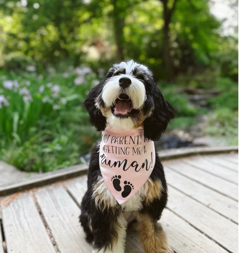 Pregnancy Announcement MY PARENTS are getting a HUMAN Dog Bandana Baby Announcement Birth Announcement Pregnancy gender reveal image 2