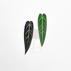 Autocollant Anthurium Warocqueanum