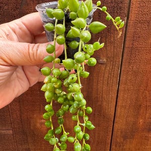 Puede incluir: Una planta suculenta String of Pearls en una pequeña maceta de plástico transparente. La planta presenta largos tallos colgantes con pequeñas hojas redondas en forma de perlas. Las hojas son de color verde vibrante, sobre un fondo de madera marrón.