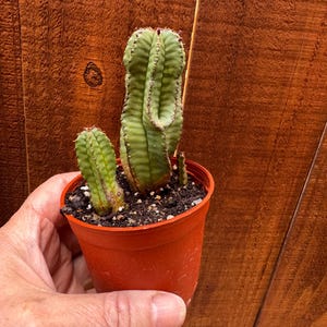 May include: A small, green, ribbed succulent plant with a columnar structure, featuring a larger central stem and a smaller side stem, planted in a simple, round, orange plastic pot filled with dark potting soil and small white perlite particles.