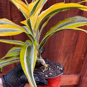 dracaena zeylanica Dracaena/Sansevieria 'Zeylanica' (Low Light Tolerant)  Planted