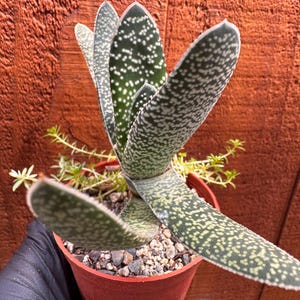 May include: A potted succulent plant with long, green leaves speckled with white dots. The plant is in a small, round, terracotta-colored pot filled with small rocks and soil. The background is a wooden surface.