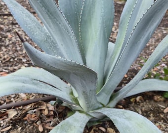 Blue Agave Tequilana Live Plant | Rare Architectural Succulent, Easy Care Outdoor Indoor