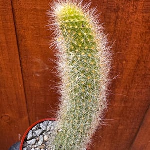 May include: A tall, cylindrical cactus with a vibrant green body covered in dense, fine white spines. The plant is potted in a small, reddish-brown container filled with grey gravel, showcasing a vertical growth pattern and a textured, prickly surface.