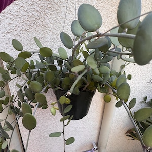 May include: A hanging plant with numerous small, round, matte green leaves on thin, trailing stems. The plant is contained in a simple black plastic pot suspended by thin wires, showcasing a dense, cascading growth pattern of foliage.
