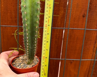 Trichocereus Cactus Cluster - Lebende seltene Säulenpflanze, pflegeleichte Sukkulente