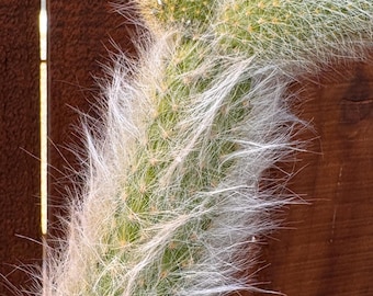 Żywa roślina kaktusa Monkey Tail | Sukulent zwisający, kaktus wiszący w koszyku