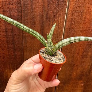 Starfish Snake Plant - Etsy