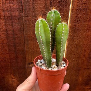 May include: A small, green, three-stemmed cactus planted in a terracotta-colored plastic pot. The cactus features vertical ridges with small, sharp, light-colored spines along the edges and orange-tipped needles at the top of each stem.