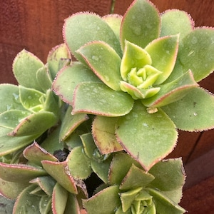 May include: A cluster of green succulent plants with rosette-shaped leaves. The leaves are thick and fleshy, featuring light green centers that transition to darker green edges with a thin, reddish-pink border and fine, serrated margins.