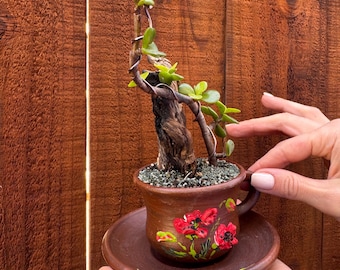 Mini bonsái de jade – Crassula ovata con madera flotante en taza de té pintada a mano