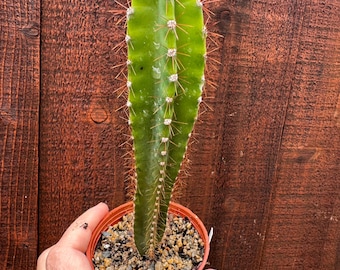 Trichocereus Cactus Cluster – Live Rare Columnar Plant, Easy Care Succulent