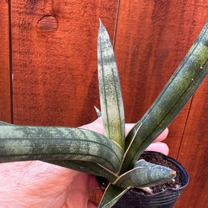 birds nest snake plant light Snake Plant, Bird's Nest