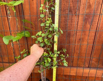 Large Portulacaria Afra Spekboom 32" Tall | Elephant Bush Dwarf Jade Pre-Bonsai Tree | Live Indoor Succulent Tree