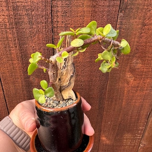Mini Jade Bonsai – Crassula ovata with Driftwood in Ceramic Pot