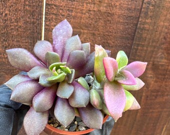 Anacampseros telephiastrum 'Variegata', 'Sunrise' rosa y burdeos