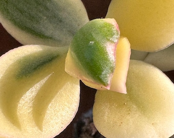 Crassula Ovata Variegata – Planta de jade variegada – Suculenta rara – Suculenta bonsái – Planta de interior viva