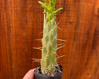 Kaktus Austrocylindropuntia Subulata – igła wigilijna, łatwa w pielęgnacji roślina pustynna