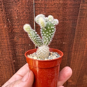 Angel Wings Cactus - Etsy