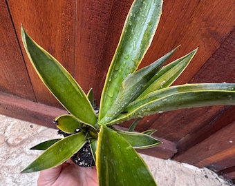 Planta de agave lisa variegada / Suculenta sin espinas, fácil de cuidar, decoración para interiores y exteriores