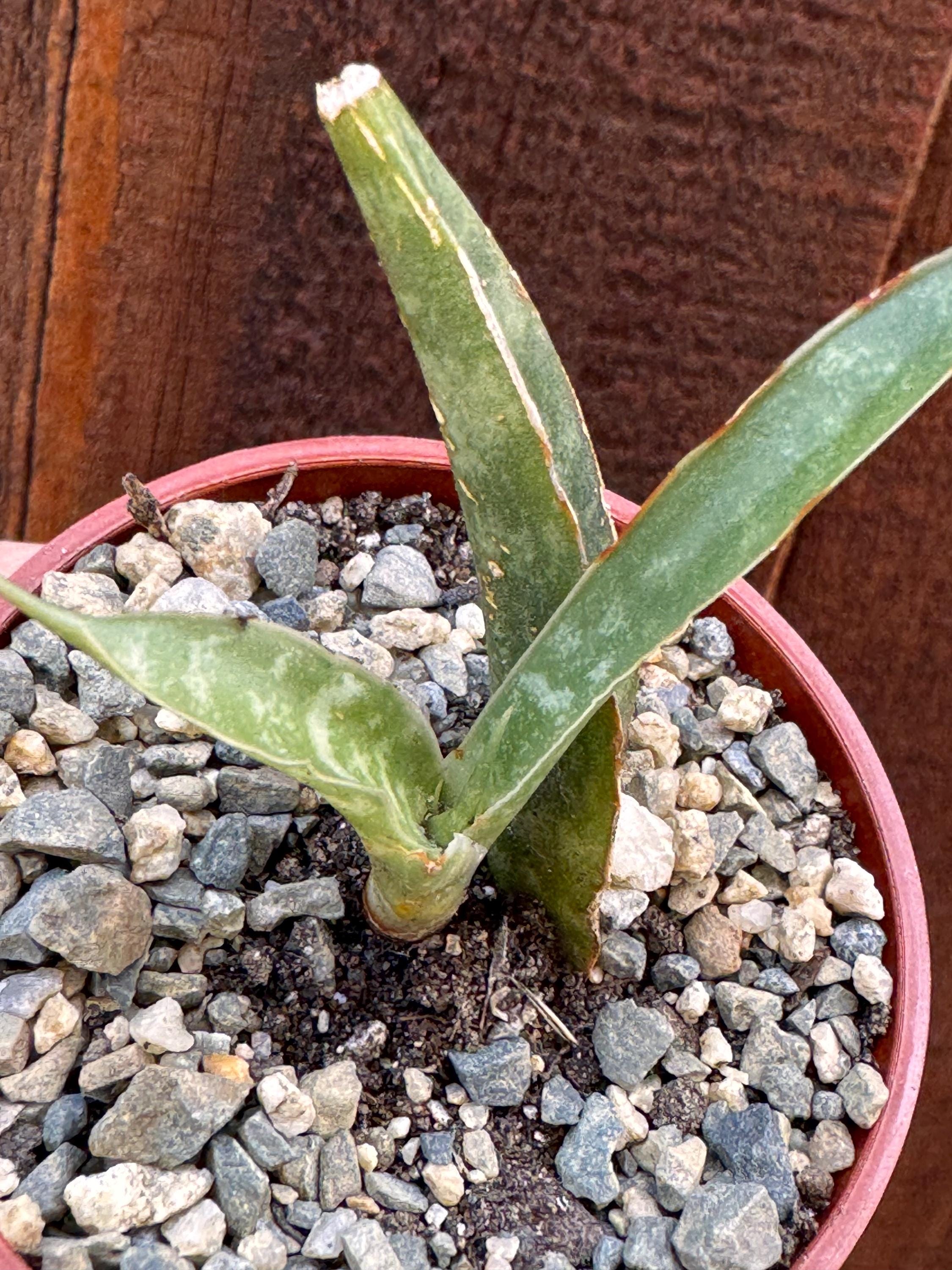 Sansevieria Rare - Etsy