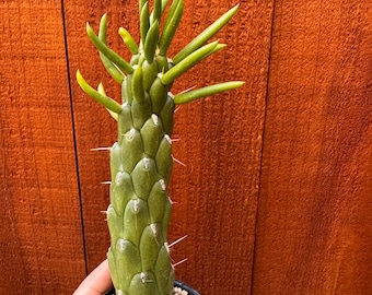 Cactus Austrocylindropuntia Subulata - Aguja de Eva, planta del desierto de fácil cuidado